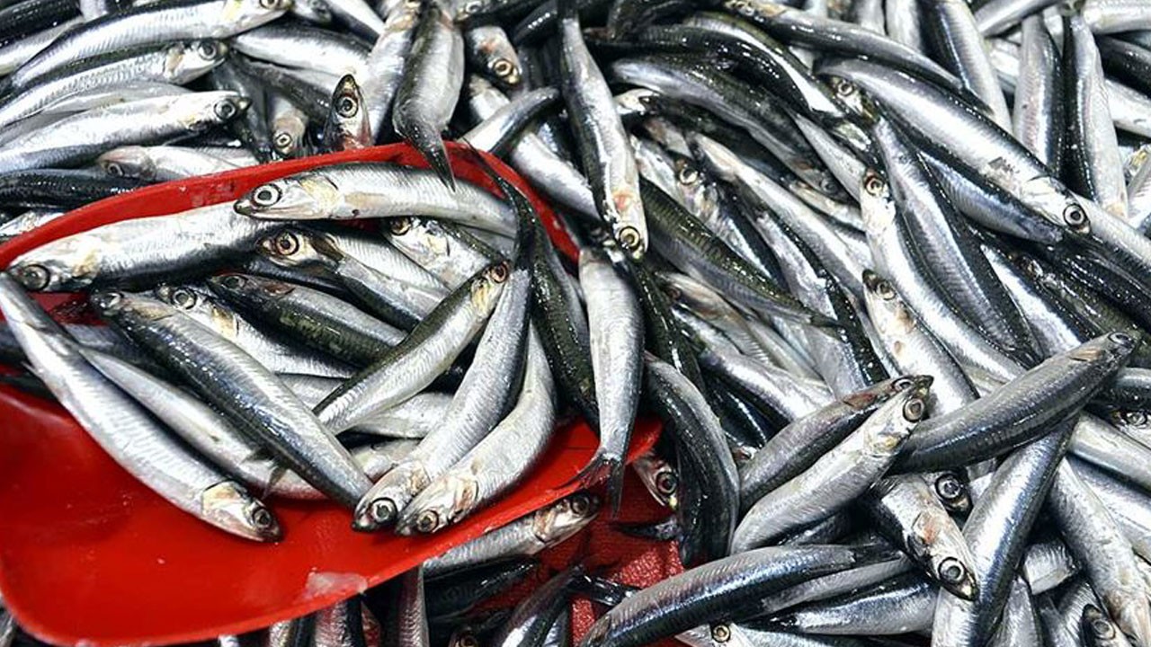 Hamsi ihracatında rekor gelir!