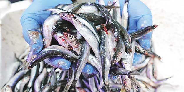 Hamsi iki ayda 1.6 milyon dolar kazandırdı