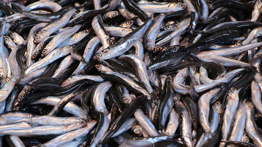 Hamsi iki ayda 1,9 milyon dolar gelir getirdi