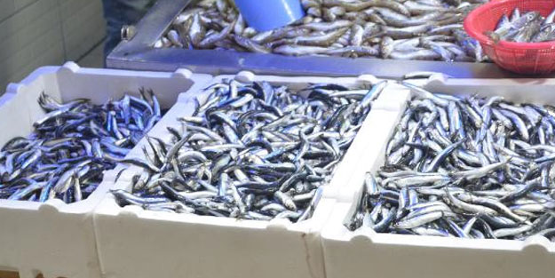 Hamsi Karadeniz'e döndü, fiyat düştü