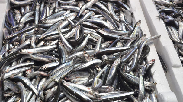 Hamsi Karadeniz'e geri döndü, fiyatlar düştü