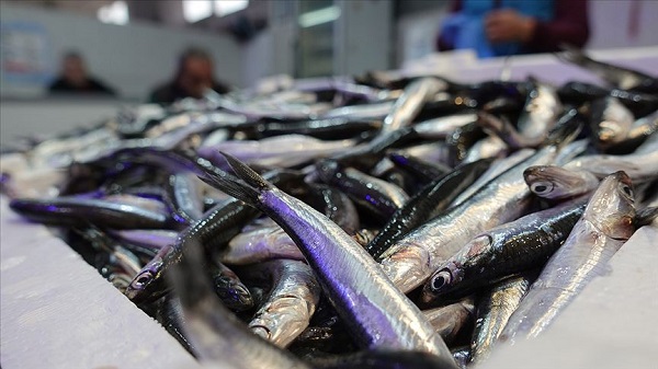 Hamsi kilosu ne kadar? Güncel balık fiyatları