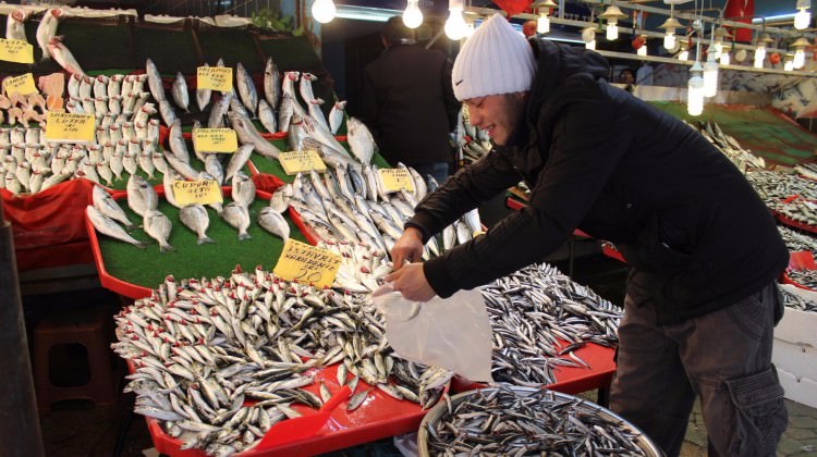 Hamsi rekor kırıyor