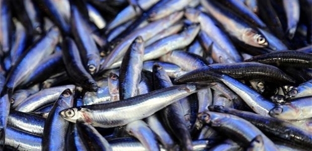 Hamsi sezonu kapattı