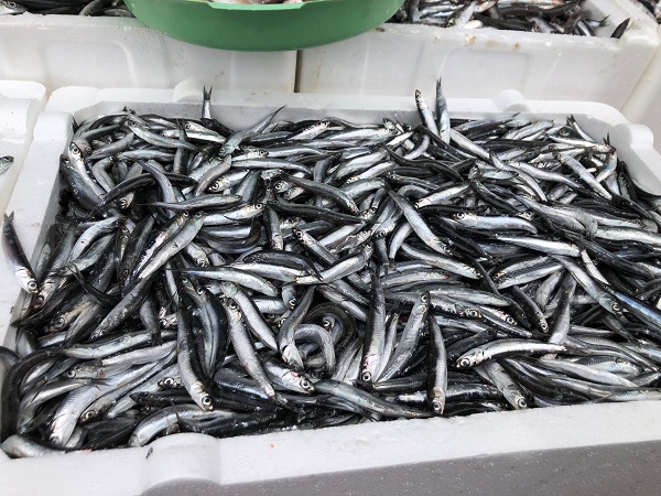 Hamsi sudan ucuza satıldı!