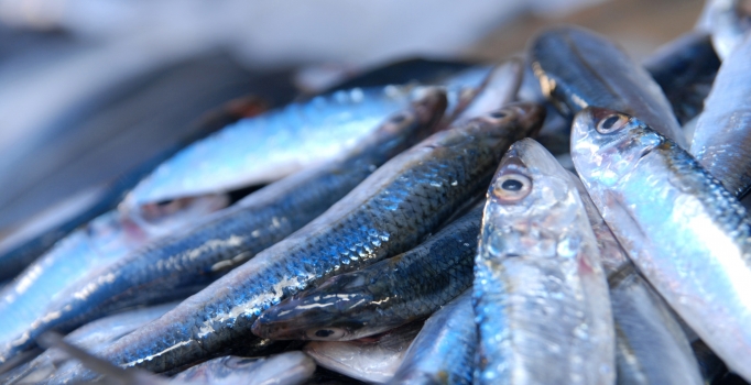 Hamsi tahtını geri kazandı