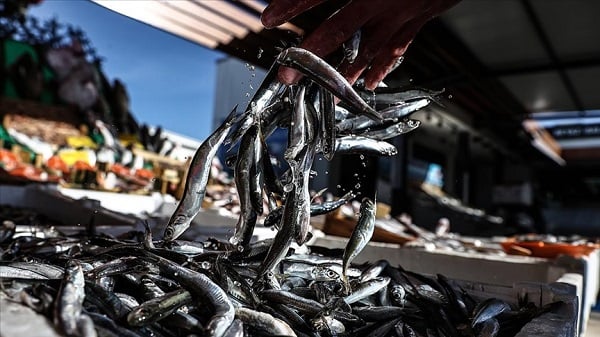 Hamsi yasağı ne zaman bitecek? Hamsi yasağı bitti mi?