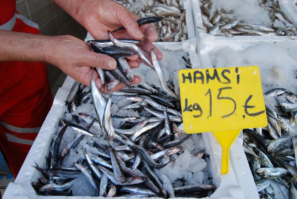 Hamsi yüzünü gösterdi 