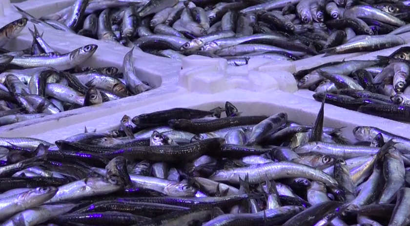 Hamside şok fiyat! 18 kiloluk hamsi kasasını...