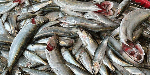 Hamsiden sonra tezgahların yeni gözdesi