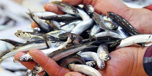 Hamsiler Gürcistan'dan gelecek