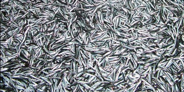 Hamsi'nin ateşi düşmüyor