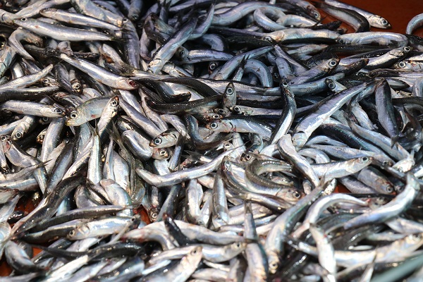 Hamsinin fiyatı 50 lira birden düştü