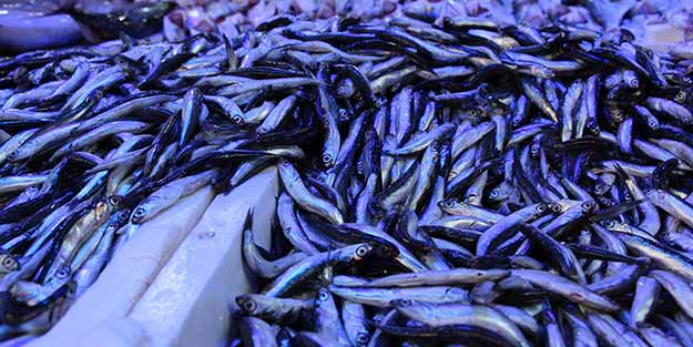 Hamsinin fiyatı bir anda fırladı