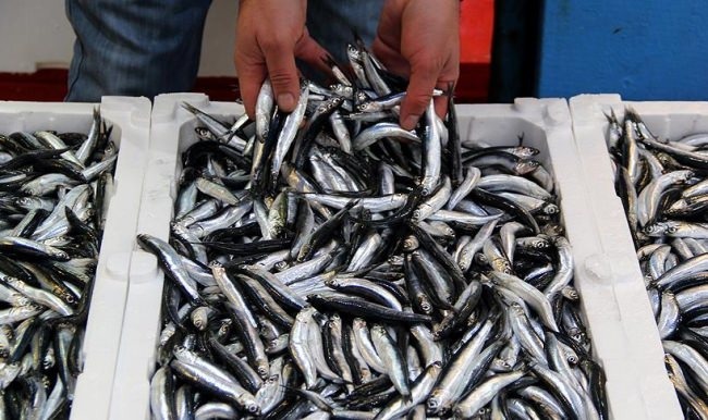 Hamsinin fiyatı bir günde 8 lira yükseldi