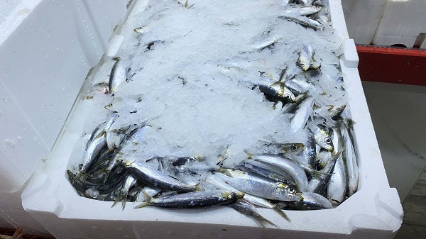 Hamsiseverleri üzecek haber geldi!