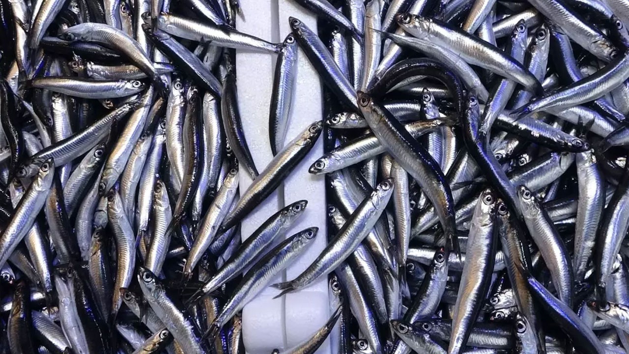 Hamsiyi geride bıraktı! İşte sofraların vazgeçilmez balığı