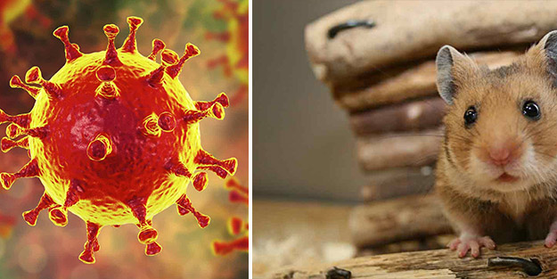 Hamsterlar üzerinden bomba koronavirüs araştırması! Aynısı insanlara yapılacak