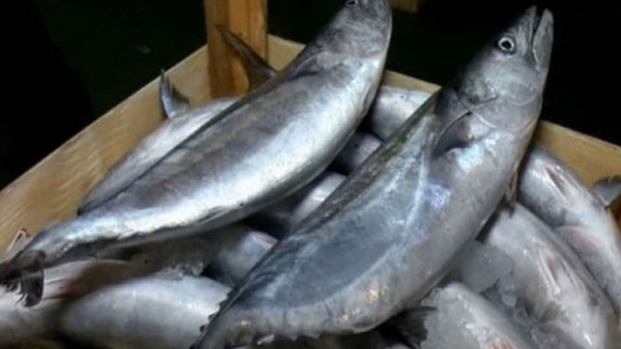 Çok ama çok ‘lezzetli’: Hangi balığın en fazla Omega-3 içerdiği belli oldu