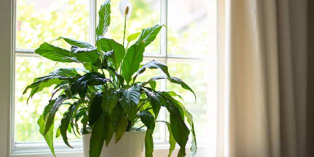 Hangi bitkiler havayı temizler?