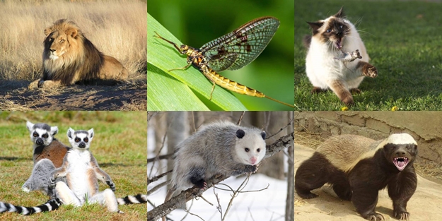 Hangi hayvan ne kadar yaşıyor? - FOTO