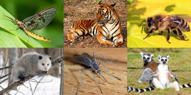 Hangi hayvan ne kadar yaşıyor? - FOTO