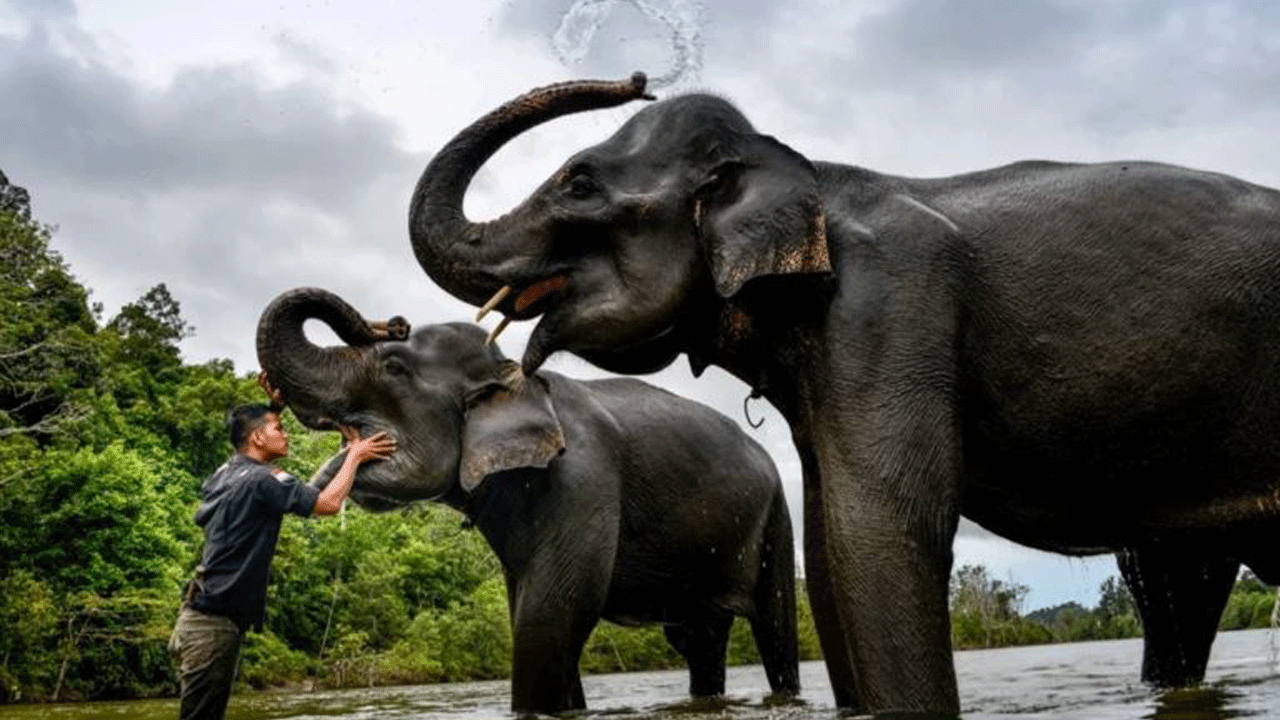 Hangi hayvanlar depremleri önceden hissediyor? 20 saat önceden tepki verenler var!