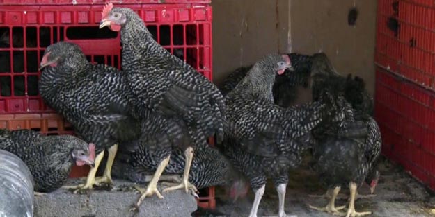 Hangi hayvanlardan kurban olmaz?