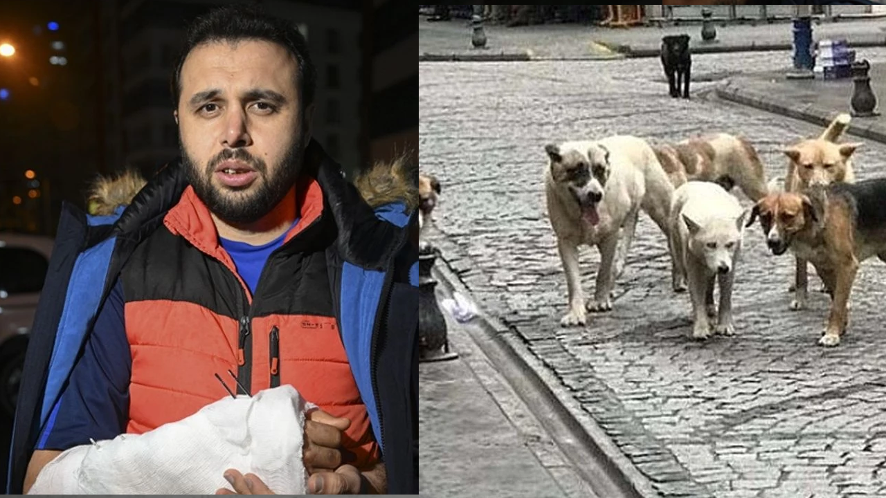 Hani hepsi toplatılacaktı? Sahipsiz köpek olayları bitmiyor!