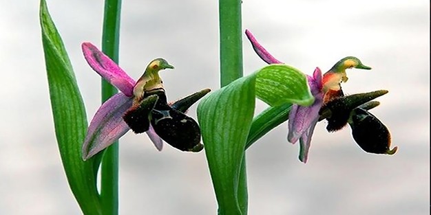 Har-ı Bülbül ne anlama gelir? Har-ı Bülbül çiçeği efsanesi nedir?