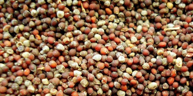 Hardal tohumu: Küçük ölçekli ama madalya hak ediyor!