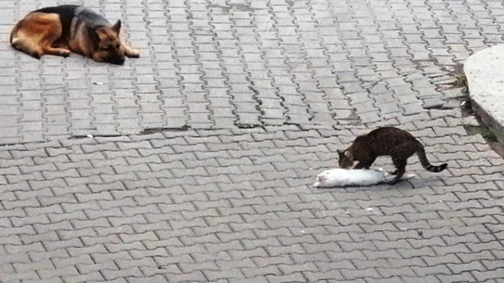Hareketsiz yatan kediyi, başka kedi patileriyle ayağa kaldırmak için dakikalarca mücadele verdi 