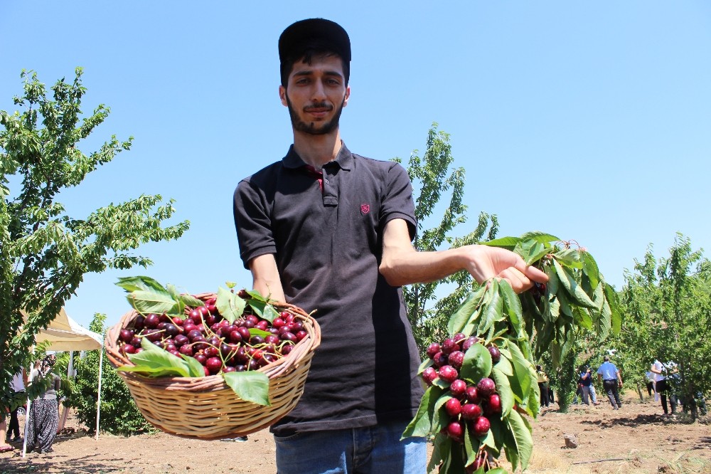 Harput kirazında hasat zamanı 