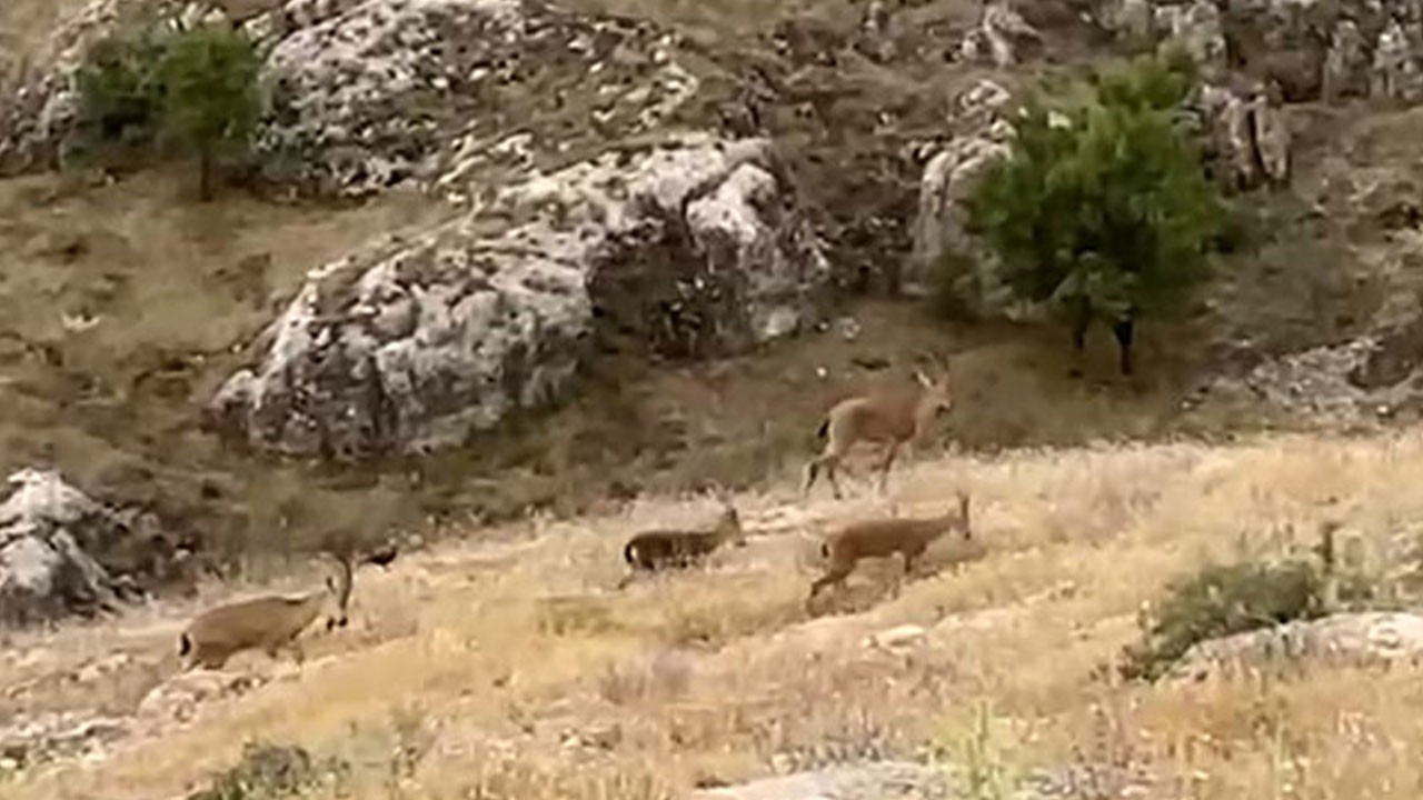 Harput sokaklarında sürüyle gezdiler!