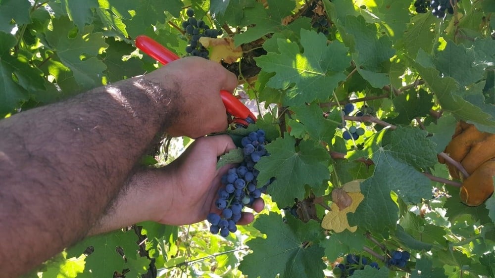 Harran Üniversitesinde bağ bozumu başladı 