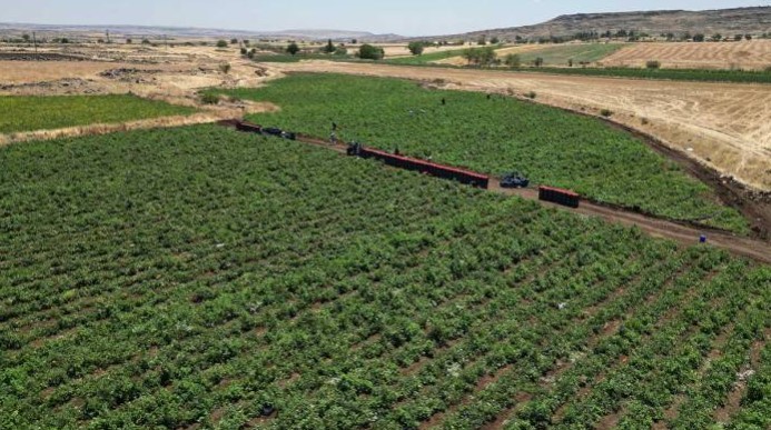 Hasadı başladı ama üretici mutlu değil! Tarlada kilosu 5 TL