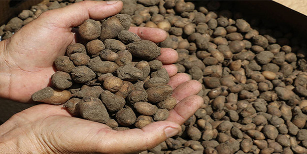 Daha hasadı bitmeden kilosunu 50 liradan sattılar!