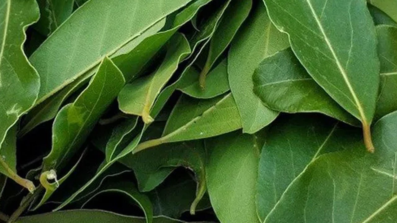 Hasadı taze bitti: Tarlasından dönen Pazarda kilosu 35 TL'den veriyor!