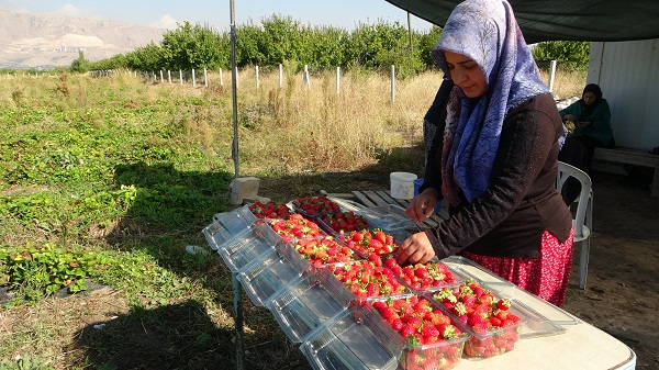 Hasadın son günleri! Kilosu 50 lira siparişlere yetişemiyorlar