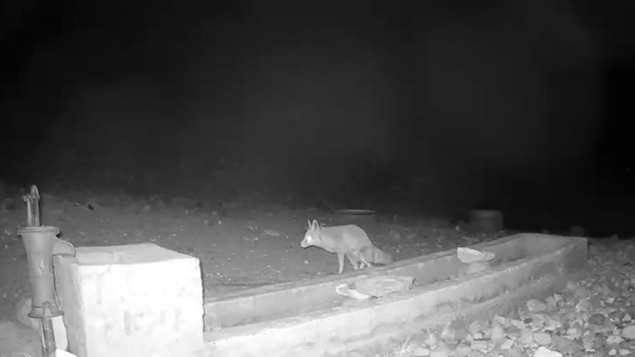 Hasan Dağı’nda nefes kesen anlar! Yaban hayvanları su içmek için sıraya girdi