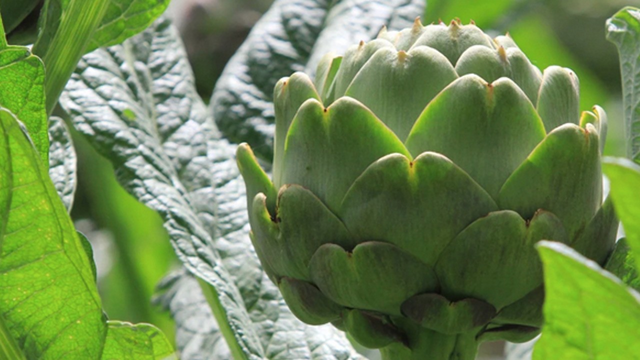 Hasanağa topraklarında enginar hasat başladı! O sebze için sıraya girdiler!