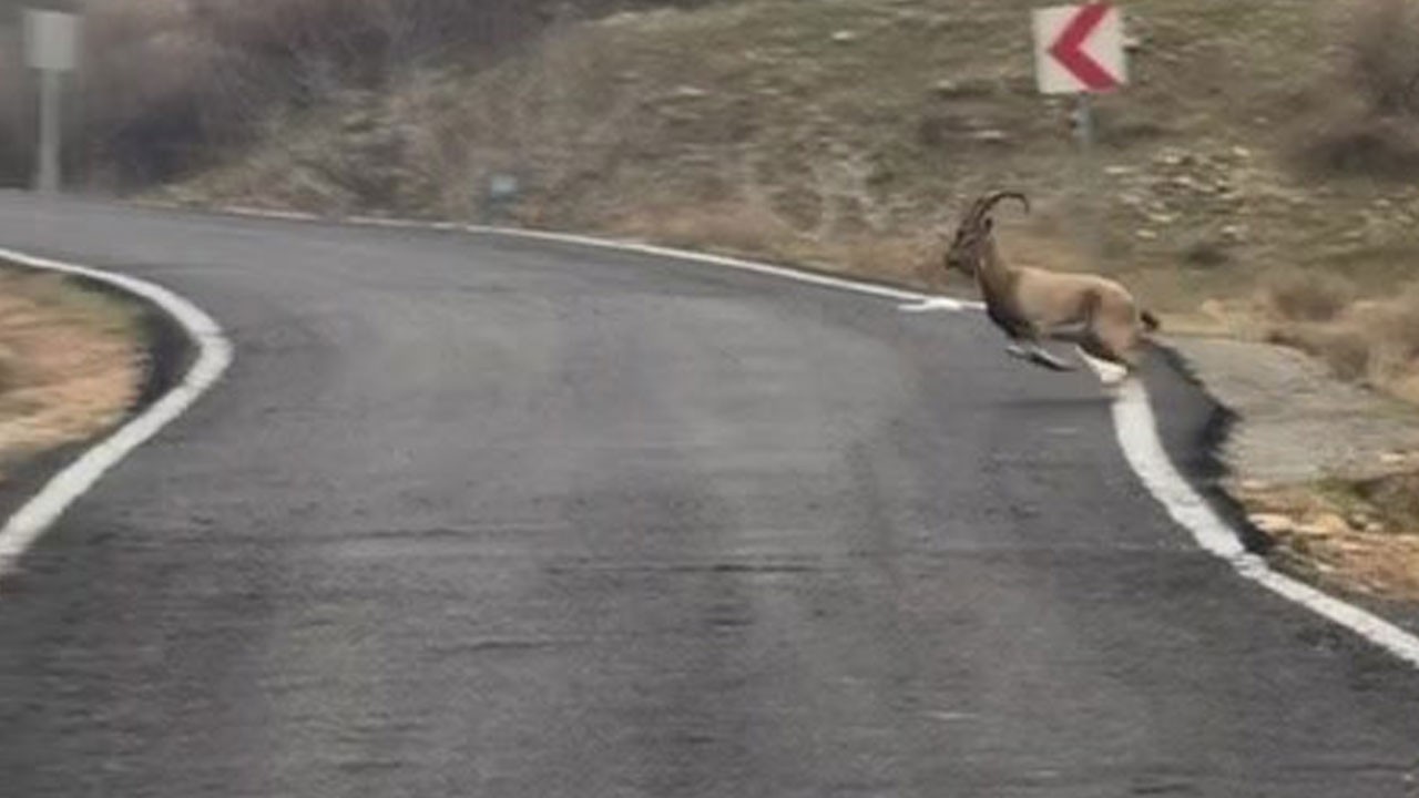Hasankeyf’te örnek davranış! Dağ keçilerine yol verdi