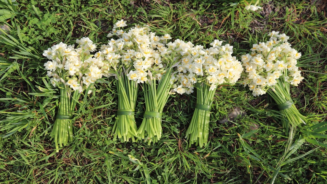 Hasat başladı! 200 TL'ye alıcı buluyor