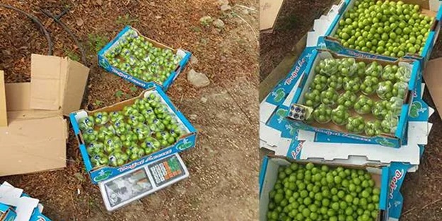 Hasat başladı! İşte 8 tane eriğin fiyatı