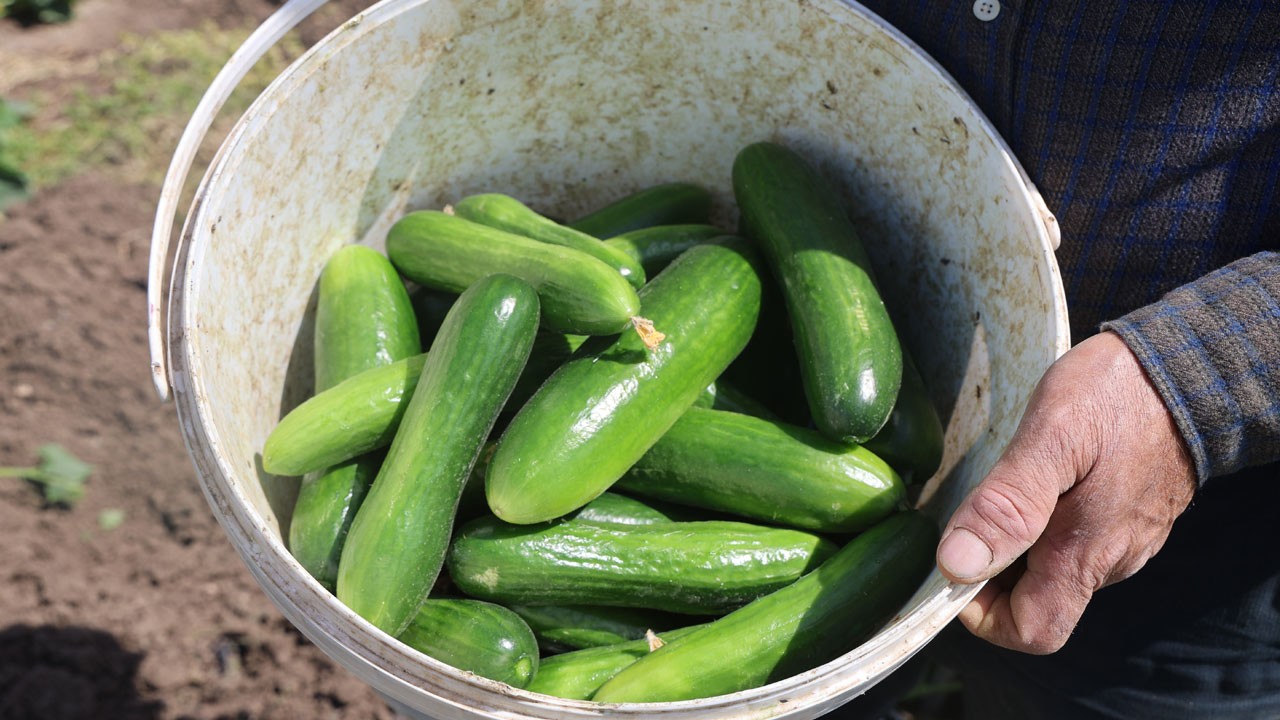 Hasat başladı! Tarlada 15 TL, markette 30 TL