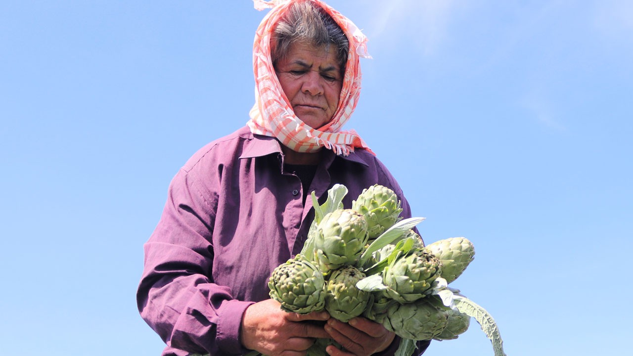 Hasat başladı! Tarlada 20, tezgahta 50 TL