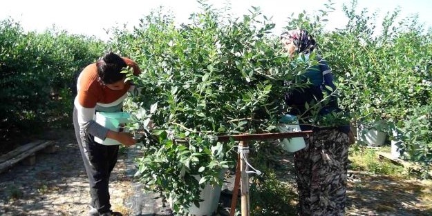 Hasat dönemi başladı! Kilosu 360 lirayı buluyor