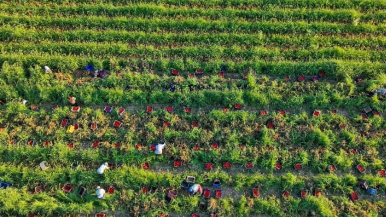 Hasat hızlandı, fiyatı 2.5 liraya düştü: 44 dönümlük alana yayıldı!
