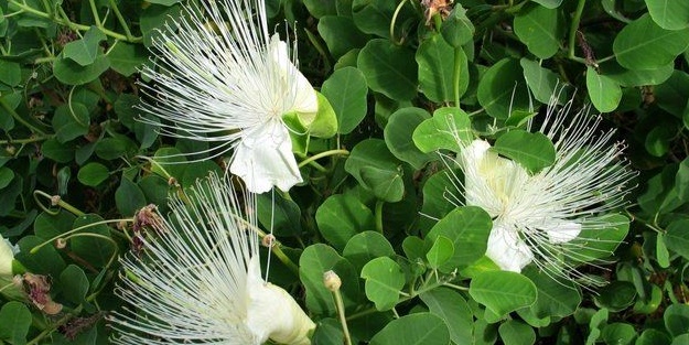 Hasat öncesi hallerinden besinleri tanıyabilecek misiniz?