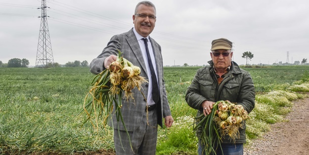 Hasat sonrası fiyatı 7 liraya kadar inecek!